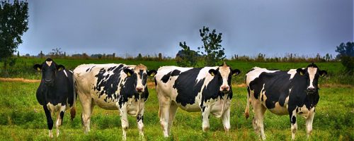 Ostfriesland_Nordsee_Landschaft_Urlaub_Küste